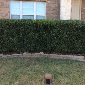Bush Trimming by Dinos Lawn Service reviewed on August 18, 2025
