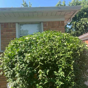 Bush Trimming by Showtime pressure washing and lawncare reviewed on July 4, 2026
