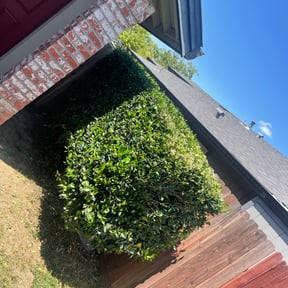 Bush Trimming by Verde lawn care reviewed on April 15, 2024