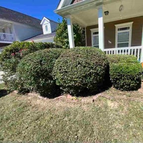 Bush Trimming by Mavericks Lawncare reviewed on November 7, 2025