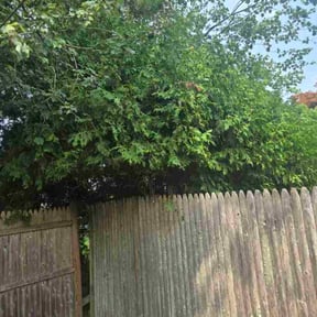 Bush Trimming by Grass men reviewed on November 8, 2025