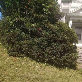 Bush Trimming by CCHS reviewed on June 16, 2026