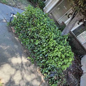 Bush Trimming by Paz Lawn Services reviewed on August 17, 2025