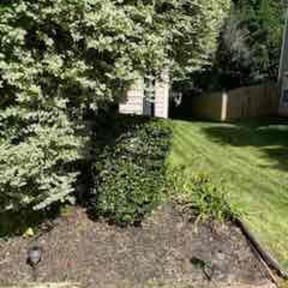 Bush Trimming by Kwaku Construction reviewed on August 16, 2025