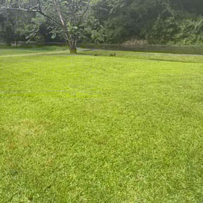 yard service by Lawns & Leaves, LLC reviewed on August 15, 2025