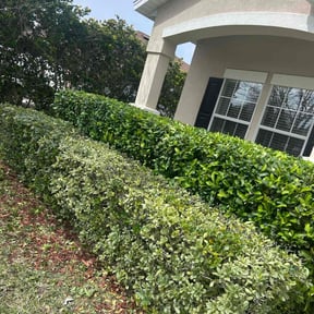 Bush Trimming by Reynolds maintenance repairs llc reviewed on August 21, 2025