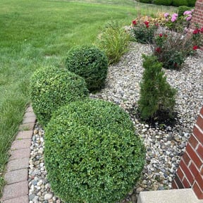 Bush Trimming by George Islas reviewed on August 18, 2025