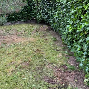 Bush Trimming by Superior Landscape & Maintenance, Inc. reviewed on August 18, 2025