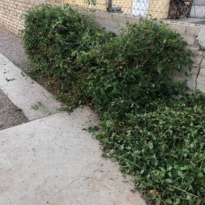 Bush Trimming by Land recovery solutions reviewed on August 20, 2025