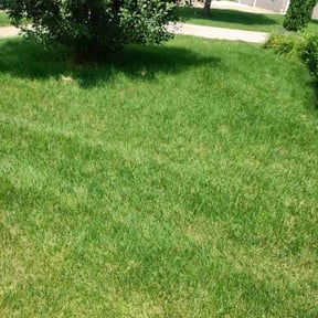 landscape maintenance by Daves Lawn Care reviewed on August 21, 2025