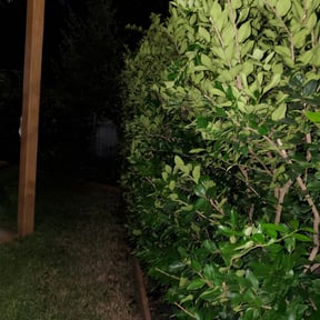 Bush Trimming by Nature Boys Lawn Care & More reviewed on August 18, 2025