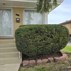 Bush Trimming by Lindsay’s lawncare reviewed on August 20, 2025