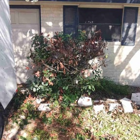 Bush Trimming by Dlawncare reviewed on December 31, 2025