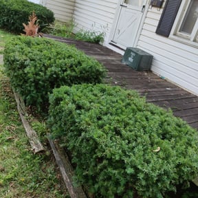 Bush Trimming by Proper Lawn Care Co reviewed on August 15, 2025