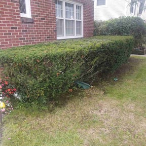 Bush Trimming by Revamp reviewed on August 20, 2025