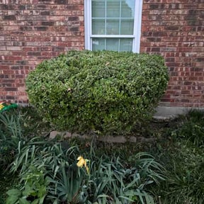 Flower Bed Weeding by Darsee &amp; Son Lawncare reviewed on May 24, 2026