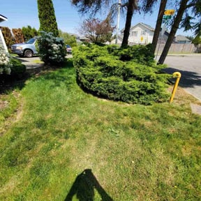 Bush Trimming by TLC LAWN AND LANDSCAPING LLC reviewed on August 17, 2025