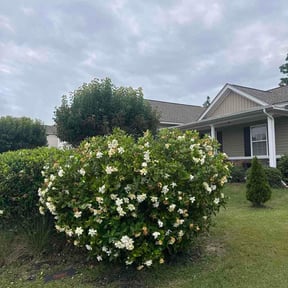 Bush Trimming by Sage Outdoor Services reviewed on May 31, 2026
