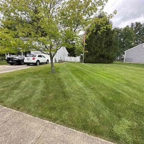 turf care by Green Matters Lawn Care reviewed on June 15, 2025