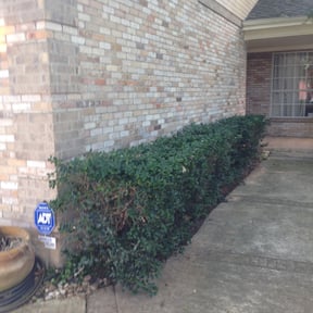 Bush Trimming by LT Landscaping reviewed on August 19, 2025