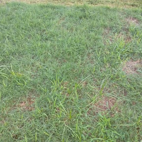Bush Trimming by Afloridable services LLC reviewed on August 19, 2025