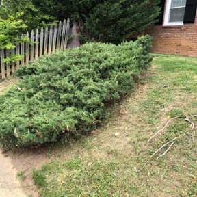 Bush Trimming by NTX LAWN CARE reviewed on August 15, 2025