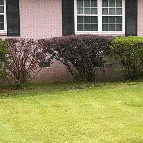 Bush Trimming by MM Lawn Cutting reviewed on October 24, 2025