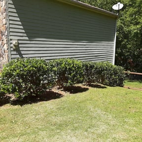 Bush Trimming by Moe landscaping and home improvement reviewed on August 19, 2025