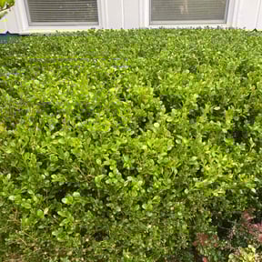 Bush Trimming by Dunn's Lawn Services reviewed on August 16, 2025