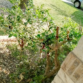 Bush Trimming by Mason Lawns reviewed on August 16, 2025