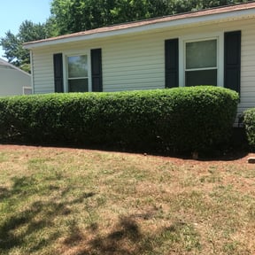 Bush Trimming by Nathan Massey reviewed on August 16, 2025