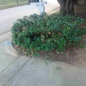 Bush Trimming by Terrence Johnson reviewed on November 7, 2025