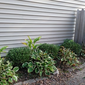 Bush Trimming by Stanley and Sons Lawn Care LLC reviewed on August 15, 2025