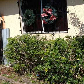 Bush Trimming by Easy cutt lawn services reviewed on August 18, 2025