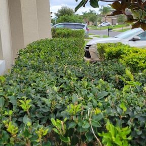 Bush Trimming by Takemori Handyman Services reviewed on August 20, 2025