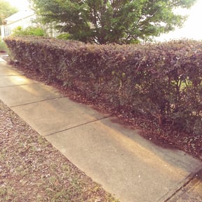 Bush Trimming by J’s Lawn Care reviewed on August 21, 2025