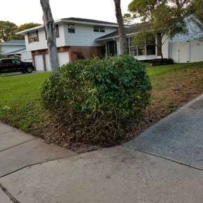 Bush Trimming by Aqua Lawn reviewed on August 15, 2025