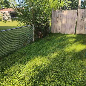 Bush Trimming by Cheke Lawn Care reviewed on July 3, 2026