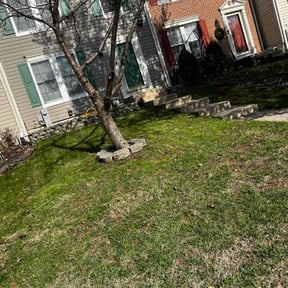 Leaf Removal by Star Landscaping reviewed on April 19, 2026