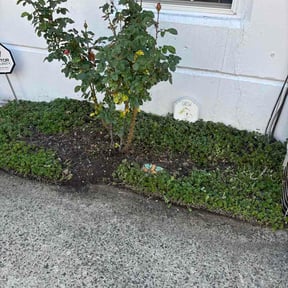 Flower Bed Weeding by 2 Men &amp; A Mower reviewed on May 8, 2026