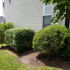 Bush Trimming by J&J Lawnz reviewed on August 16, 2025