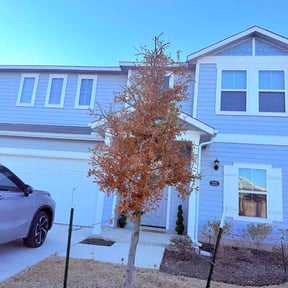 Bush Trimming by Wilson &amp; Son Lawn Care reviewed on February 12, 2026