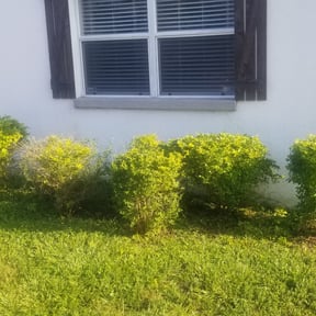 Bush Trimming by Green Hands Landscaping reviewed on August 15, 2025