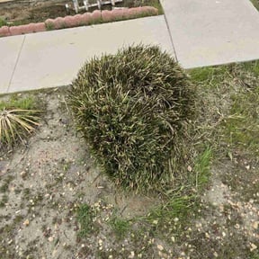 Bush Trimming by Spare Time Hardscape reviewed on August 15, 2025