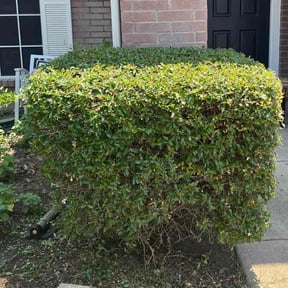Bush Trimming by Mark Redden reviewed on August 16, 2025