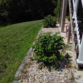 Bush Trimming by Jack's Lawn Care reviewed on August 21, 2025