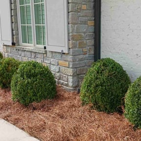 Bush Trimming by Steele Clean reviewed on August 19, 2025