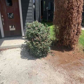 Flower Bed Weeding by Elite property reviewed on July 15, 2026