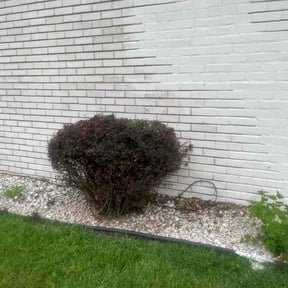 Bush Trimming by Hayes lawncare llc reviewed on August 18, 2026