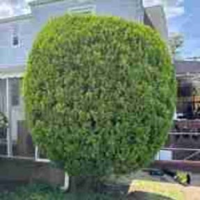 Bush Trimming by Two Girls &amp; A Bucket Cleaning Service LLC reviewed on October 24, 2025